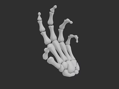 Skeleton Hand Hand Bone 3d model