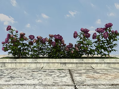 Purple Peonies With Green Leaves Against Blue Sky On Stone Platform 3d model