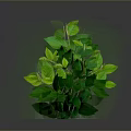 Green Plant With Lush Green Leaves In Metal Grid Planter Against Gray Background With Reflection