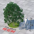 Osmanthus Tree As Arbor With 1.6m Diameter And 1.8m Height Comparison 3d model