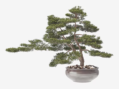 Lush Bonsai Tree with Twisted Trunk in Ceramic Pot and Decorative Pebbles 3d model