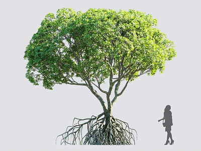 Tall Lush Green Arbor with Exposed Root System and Person Silhouette 3d model