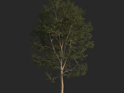 Lush Green Arbor With Dense Foliage And Strong Trunk In Natural Setting 3d model