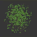 Spherical Green Vine Plant With Dense Leaves And Brown Branches On Dark Background