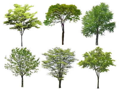 Various Types of Arbor Trees With Green Foliage for Natural Landscaping 3d model