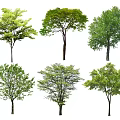 Various Types of Arbor Trees With Green Foliage for Natural Landscaping