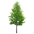 Tree 3d model