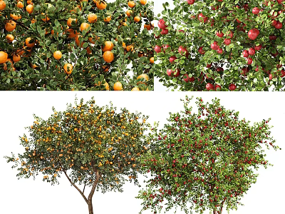 Lush Fruit Bearing Arborescent Trees With Oranges Apples And Pomegranates 3d model