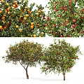 Lush Fruit Bearing Arborescent Trees With Oranges Apples And Pomegranates