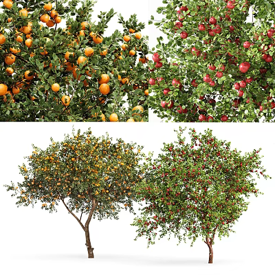 Lush Fruit Bearing Arborescent Trees With Oranges Apples And Pomegranates 3d model