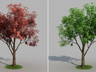 Landscape tree plants of Chinese chinensis 3d model
