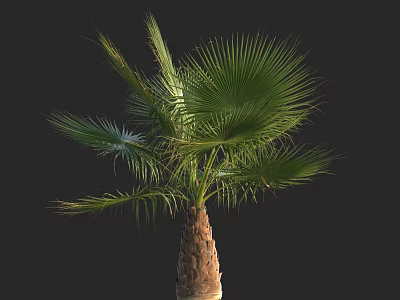 Lush Palm Tree With Green Fronds And Brown Trunk In Black Background 3d model