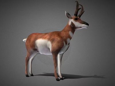 Pronghorn Antelope With Forked Horns Brown White Coat Standing In Neutral Background 3d model