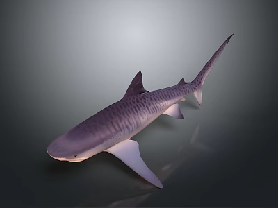 Striped Purple Shark 3D Rendered Full Body View On Gray Background 3d model