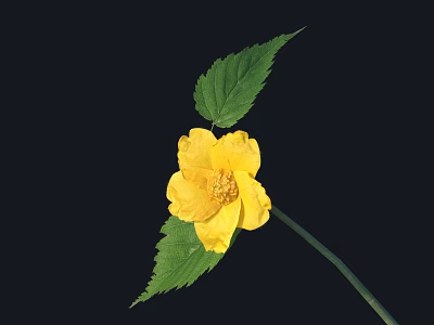 Vibrant Blooming Yellow Flower With Green Leaves And Stem On Black Background 3d model