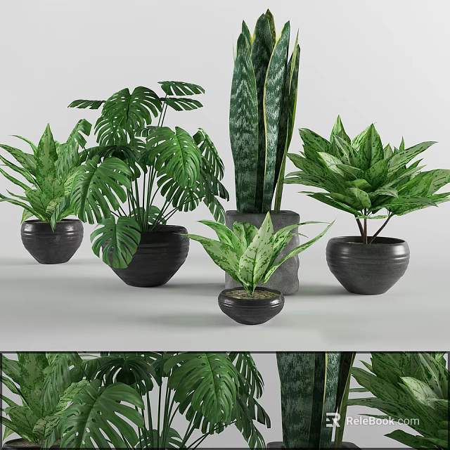 Indoor Bonsai Potted Plants With Various Green Leaves And Black Ceramic Pots 3d model 