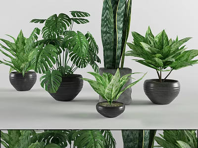 Indoor Bonsai Potted Plants With Various Green Leaves And Black Ceramic Pots 3d model