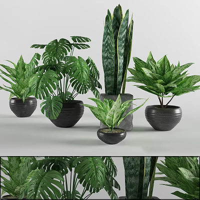 Indoor Bonsai Potted Plants With Various Green Leaves And Black Ceramic Pots 3d model