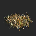 Wild Grass with Green Yellow and Brown Blades in Natural Growth