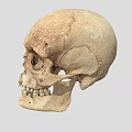 Human Male Skull Anatomical Structure Showing Detailed Bone Features And Texture 3d model