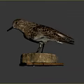 Detailed Bird Taxidermy Specimen Perched On Wooden Stump Against Dark Background