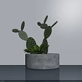 Potted Cactus Bonsai with Concrete Round Pot on Light Blue Surface Against White Wall