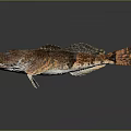 Detailed Brown Spotted Grouper Fish With Blue Eyes And Textured Skin