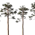 Tall Arbor Trees With Straight Trunks Green Foliage And Varied Crown Shapes