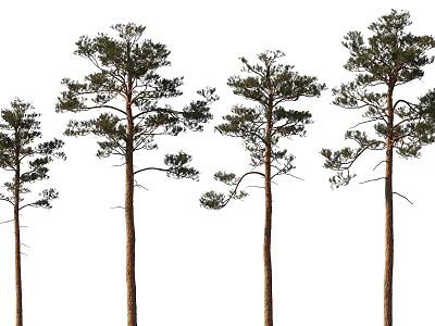 Tall Arbor Trees With Straight Trunks Green Foliage And Varied Crown Shapes 3d model