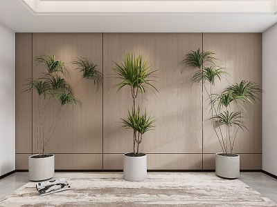 Multiple Indoor Potted Plants Decor With Wooden Wall Light Colored Pots And Floor Rug 3d model