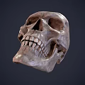 skull human skull fossil skull fossil skull head fossil 3d model