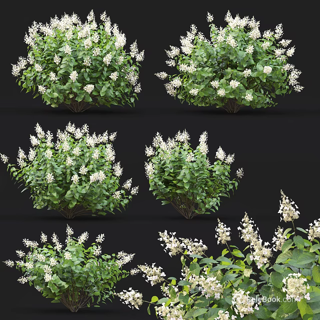 Lush Garden Shrubs With White Flowers And Green Leaves In Multiple Views 3d model 