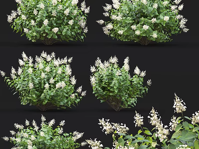 Lush Garden Shrubs With White Flowers And Green Leaves In Multiple Views 3d model