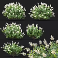 Lush Garden Shrubs With White Flowers And Green Leaves In Multiple Views