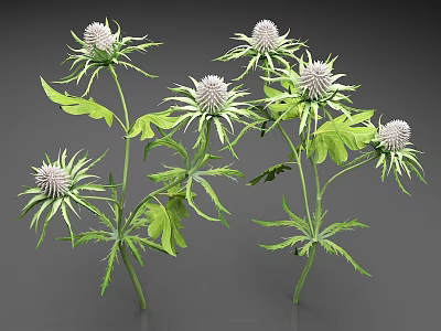3D Rendered Spiky White Flowers With Green Leaves And Stems On Grey Background 3d model