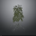 Birch Tree With White Trunk Green Leaves And Exposed Roots On Gray Background
