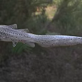 Spotted Leopard Shark Swimming Gracefully in Wild Natural Aquatic Habitat