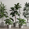 Bonsai Potted Plants With Various Greenery In White Grey Pots Light Walls Wooden Floors