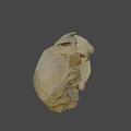 Detailed Animal Skull Skeleton With Visible Teeth And Bone Structure