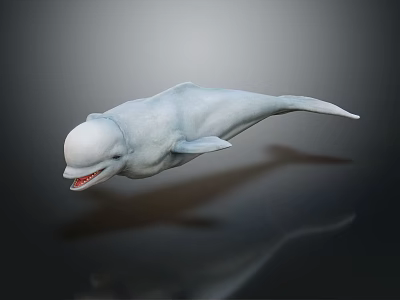 Beluga Whale Aquatic Animal With White Smooth Skin Open Mouth And Sharp Teeth 3d model