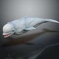Beluga Whale Aquatic Animal With White Smooth Skin Open Mouth And Sharp Teeth