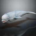 Modern Beluga Dolphin Dolphin 3d model