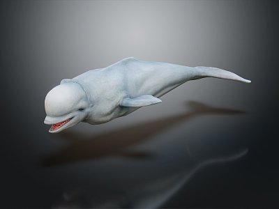 Modern Beluga Dolphin 3d model