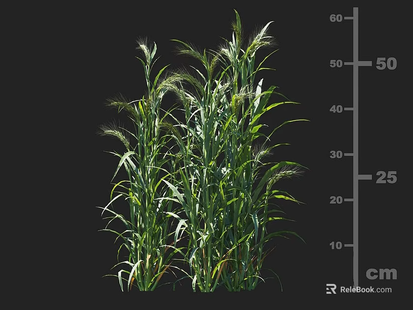 Green Crop Plants With Healthy Growth And Height Measurement Scale In Centimeters 3d model 