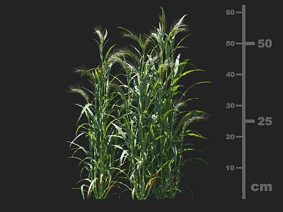 Green Crop Plants With Healthy Growth And Height Measurement Scale In Centimeters 3d model