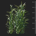 Green Crop Plants With Healthy Growth And Height Measurement Scale In Centimeters