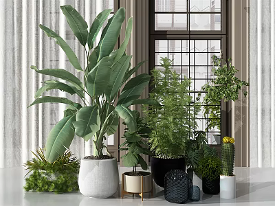 Indoor Decorative Bonsai And Potted Plants With Various Green Foliage And Stylish Pots 3d model