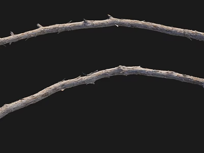 Two dry wooden branches with sharp thorns on black background 3d model