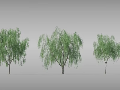 Three Weeping Willow Trees With Green Foliage And Graceful Branches 3d model