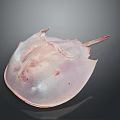 Horseshoe Crab With Pinkish White Smooth Shell Flat Body And Long Tail On Dark Background